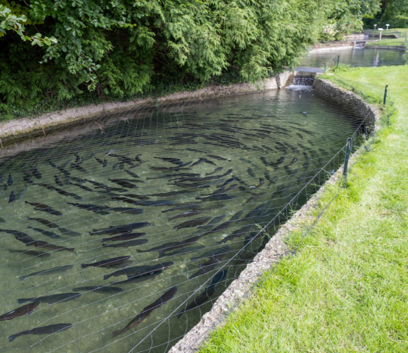 Trout breeding pond