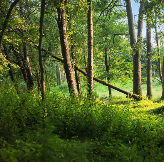 Zehren alte Wälder in der Voer-Region